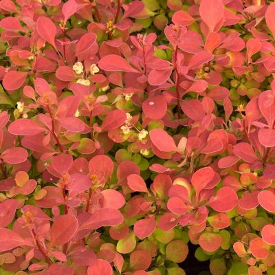 Брабарис тунберга Неон - Dolina-Sad.Ru