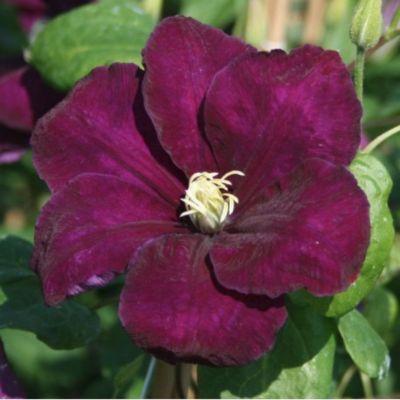 Клематис Монте Касино Клематис Монте Касино - Dolina-Sad.Ru