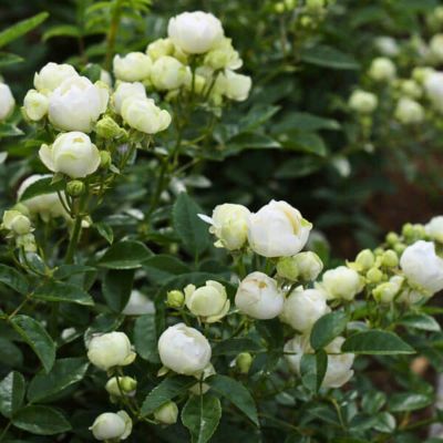 Роза Глобус - Dolina-Sad.Ru