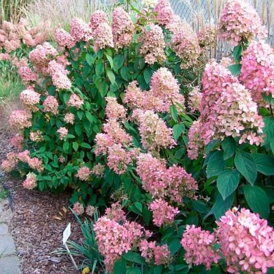 Гортензия метельчатая Мэджикал Кэндл Гортензия метельчатая Мэджикал Кэндл - Dolina-Sad.Ru