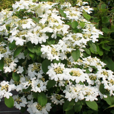 Калина складчатая Сент Кеверн Калина складчатая Сент Кеверн фото