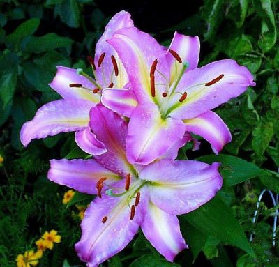 Лилия Том Пус Лилия Том Пус фото