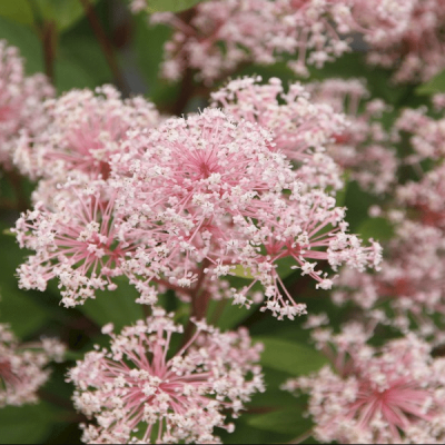 Цеанотус бледный Мари Симон фото
