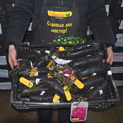 Роза Хайди Клум Роза Хайди Клум фото