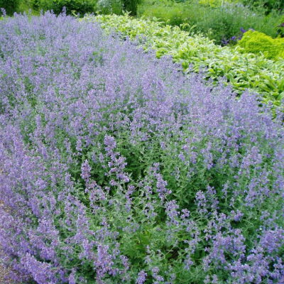 Котовник Фассена Сикс Хиллз Гиант фото