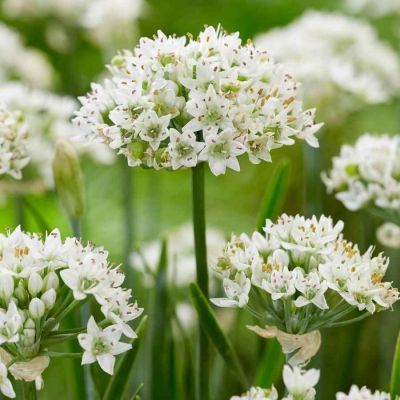 Аллиум китайский Клифс оф Довер Аллиум китайский Клифс оф Довер - Dolina-Sad.Ru