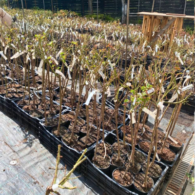 Роза Штамбовая Анна Пурна Роза Штамбовая Анна Пурна - Dolina-Sad.Ru