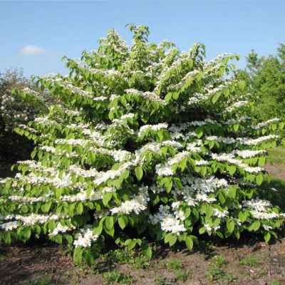 Калина складчатая Сент Кеверн Калина складчатая Сент Кеверн фото