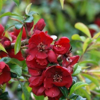 Айва средняя Николайн Айва средняя Николайн - Dolina-Sad.Ru