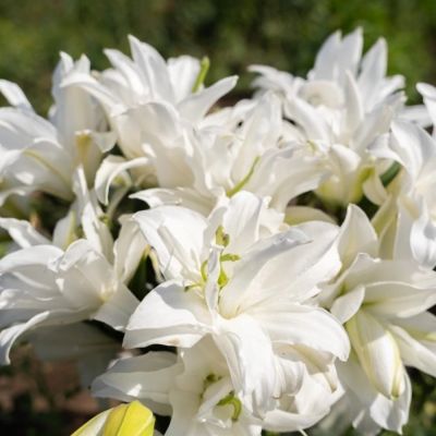 Лилия Роузлили Тирза - Dolina-Sad.Ru