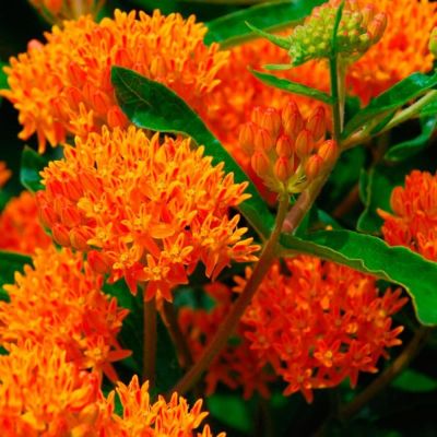 Ваточник клубневой Золотинка Ваточник клубневой Золотинка фото