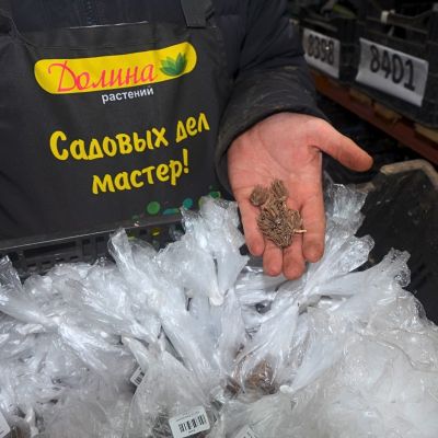 Ранункулюс Уйат фото