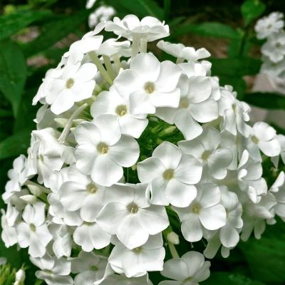 Флокс метельчатый Давид - Dolina-Sad.Ru