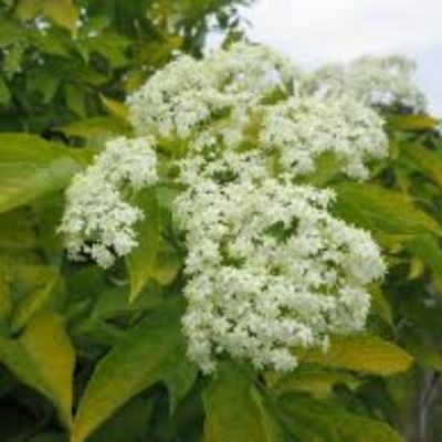 Бузина чёрная Ауреа, С3 Бузина чёрная Ауреа, С3 - Dolina-Sad.Ru