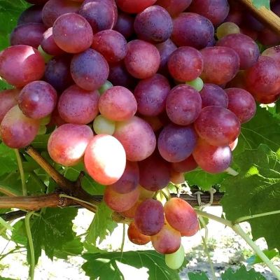 Виноград Шахиня Ирана Виноград Шахиня Ирана - Dolina-Sad.Ru