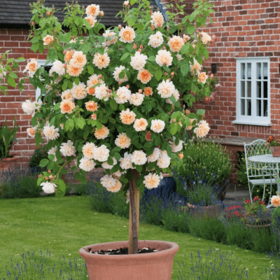 Роза штамбовая Кэтрин Роза штамбовая Кэтрин фото