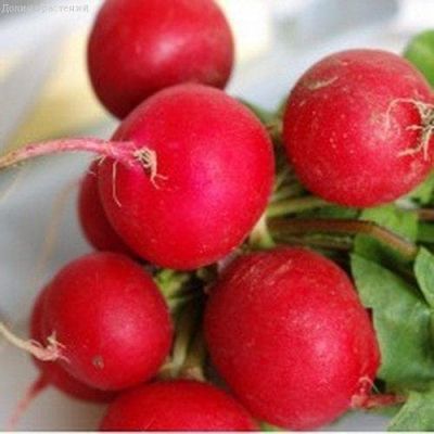 Редис Гусар, Урожай на окне Редис Гусар, Урожай на окне фото