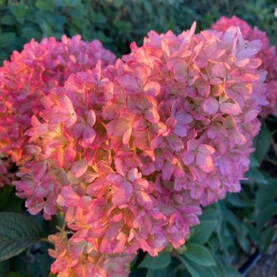 Гортензия метельчатая Петит Флори, С3 Гортензия метельчатая Петит Флори, С3 - Dolina-Sad.Ru