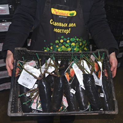 Роза Скайлайн - Dolina-Sad.Ru