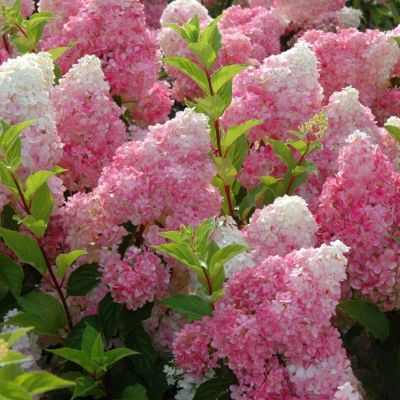 Гортензия метельчатая Ванилла Фрейз, С3 - Dolina-Sad.Ru
