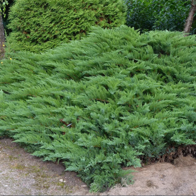 Можжевельник казацкий Тамарисцифолия Можжевельник казацкий Тамарисцифолия фото