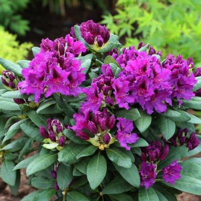 Рододендрон Азурро Рододендрон Азурро - Dolina-Sad.Ru