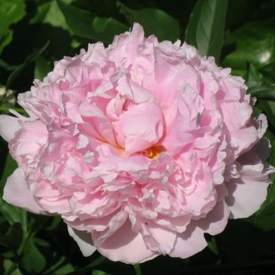 Пион Леди Алекандра Дафф Пион Леди Алекандра Дафф - Dolina-Sad.Ru