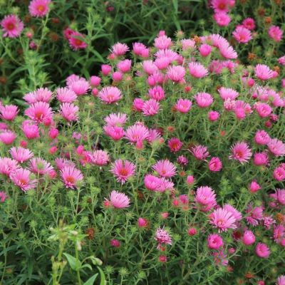 Астра новоанглийская Барс Пинк - Dolina-Sad.Ru