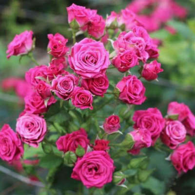 Роза Лавли Лидия Роза Лавли Лидия - Dolina-Sad.Ru