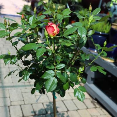 Роза штамбовая Рэинбов Сорбет Роза штамбовая Рэинбов Сорбет - Dolina-Sad.Ru