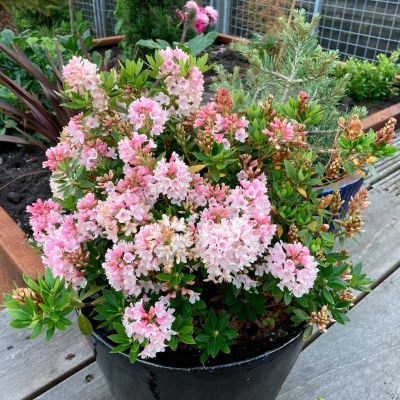 Рододендрон Блюмбукс Рододендрон Блюмбукс - Dolina-Sad.Ru