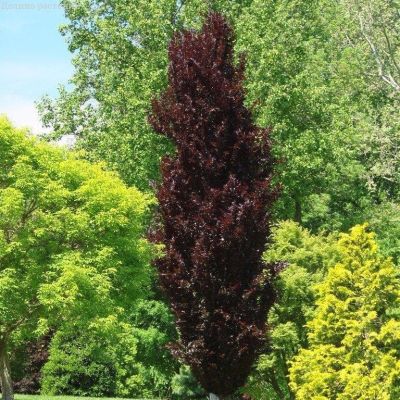 Бук Атропуницея Пурпуреа Бук Атропуницея Пурпуреа фото