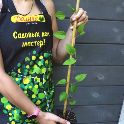 Клематис Май Бьюти Клематис Май Бьюти - Dolina-Sad.Ru