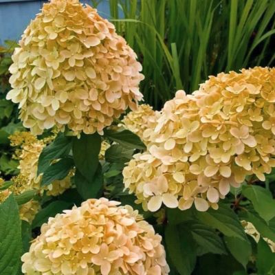 Гортензия метельчатая Коттон Крим, С1 Гортензия метельчатая Коттон Крим, С1 - Dolina-Sad.Ru