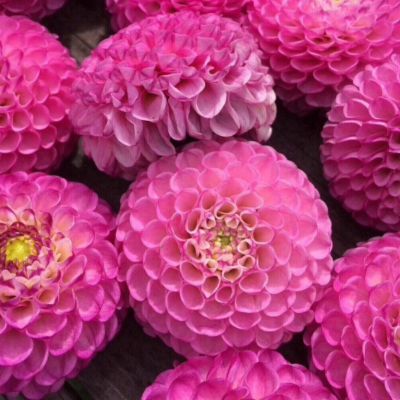 Микс Помпонных Георгин Розовый Микс Помпонных Георгин Розовый - Dolina-Sad.Ru