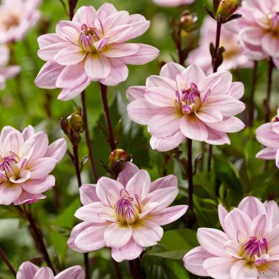 Георгина Пасифик Джевел - Dolina-Sad.Ru