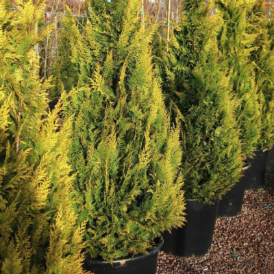 Кипарисовик Лавсона Стардаст Кипарисовик Лавсона Стардаст фото