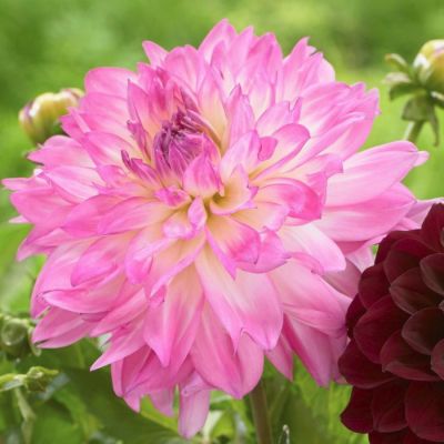 Георгина Кордесса Георгина Кордесса - Dolina-Sad.Ru