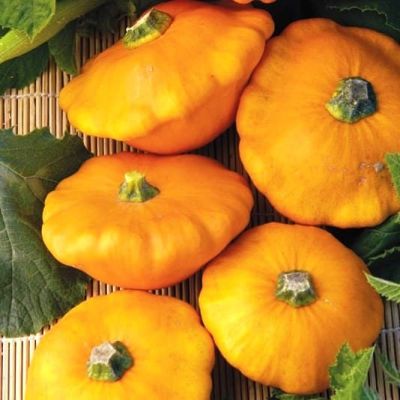 Патиссон НЛО Оранжевый фото