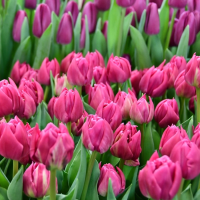 Тюльпан Дубль Принцесс - Dolina-Sad.Ru