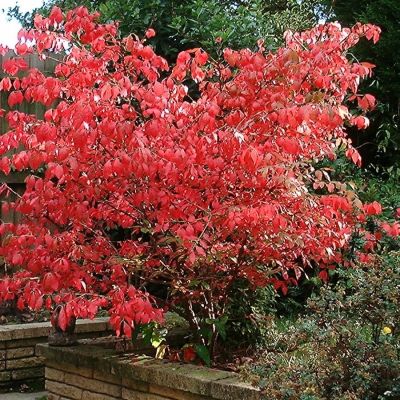 Бересклет крылатый, С3 - Dolina-Sad.Ru