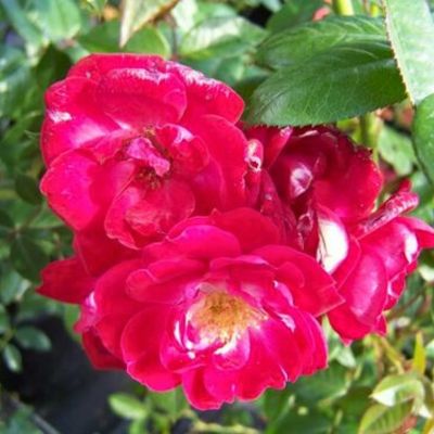 Роза Литл Букаро Роза Литл Букаро - Dolina-Sad.Ru