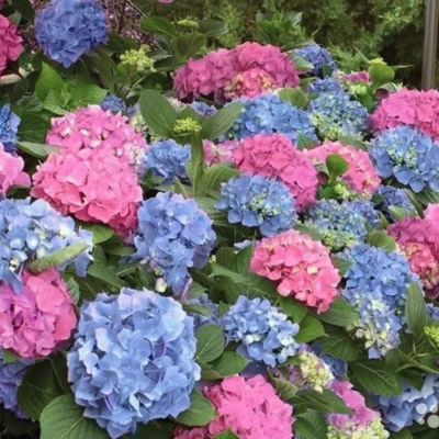 Гортензия крупнолистная Йола - Dolina-Sad.Ru