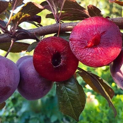 Слива Панна Слива Панна - Dolina-Sad.Ru