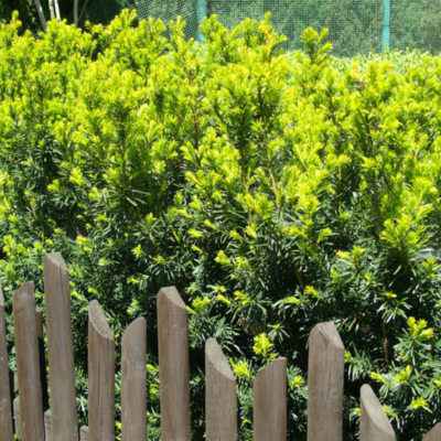 Тис средний Тимон Тис средний Тимон фото