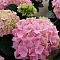 Гортензия крупнолистная Пинк Сенсейшн, С2 Гортензия крупнолистная Пинк Сенсейшн, С2 - Dolina-Sad.Ru