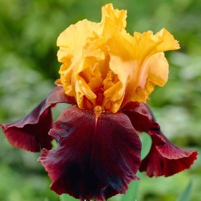 Ирис Суприм Султан Ирис Суприм Султан - Dolina-Sad.Ru