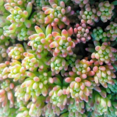 Седум Пачтлач фото