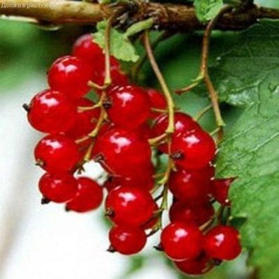 Смородина Красная Фертоди Смородина Красная Фертоди фото