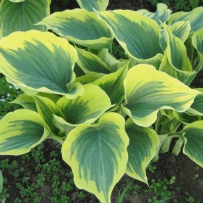 Хоста Маджести , x Хоста Маджести , x фото